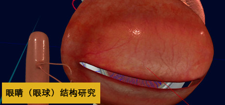 眼睛（眼球）结构研究 cover artwork