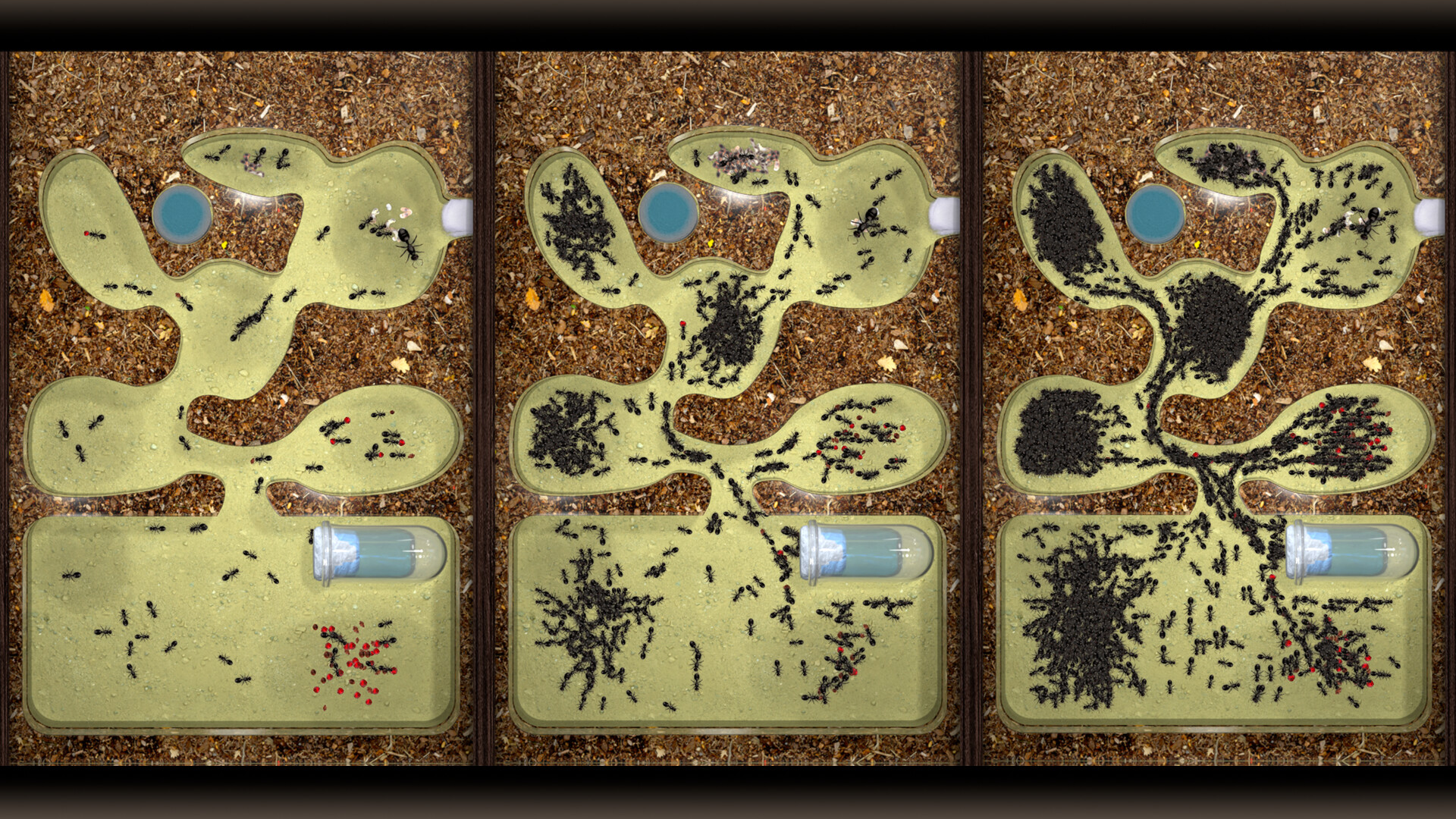 Ant Farm Simulator official in-game screenshot 1