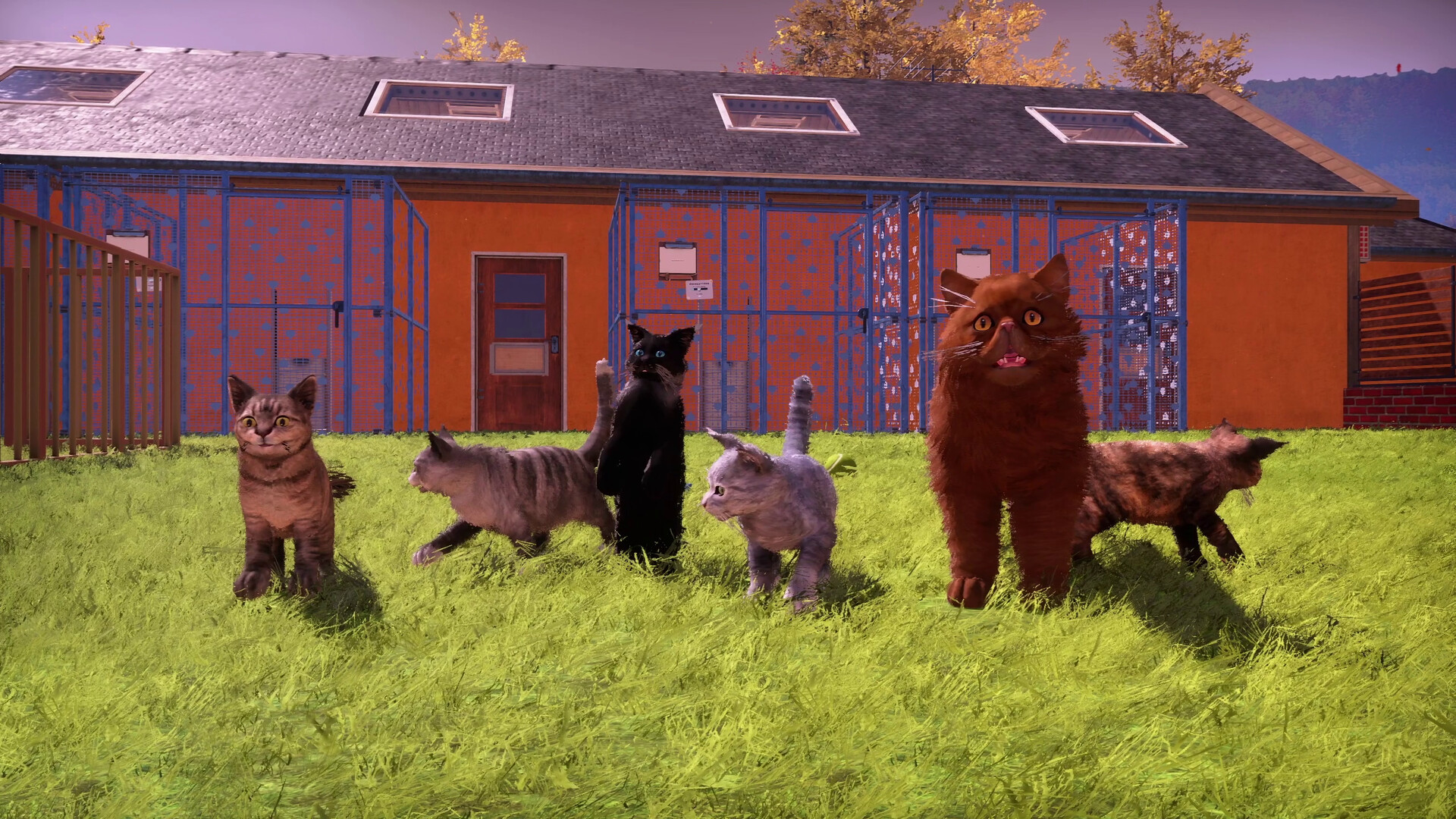 Animal Shelter 2 - Fluffy Cats Pack official in-game screenshot 1
